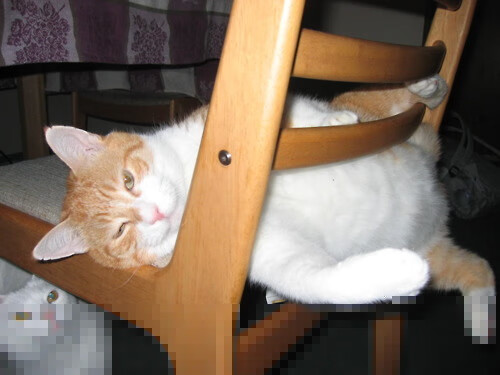 篮球双线激情夜，鹈鹕险胜篮网，拉梅洛世界排名战接管比赛