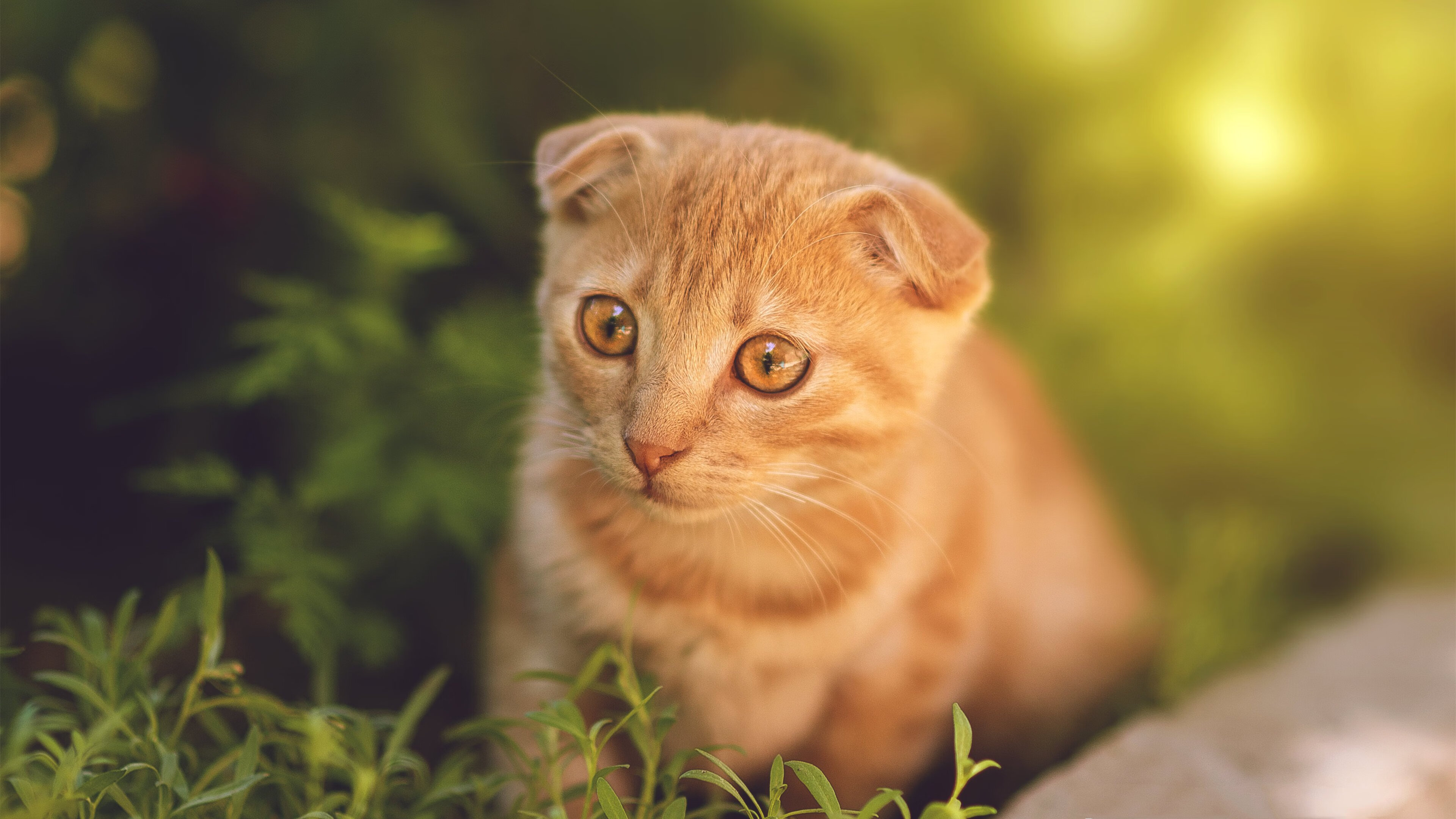 阿劳霍爆发，皮斯胡安球场上演现代版塞维利亚血拼比利时