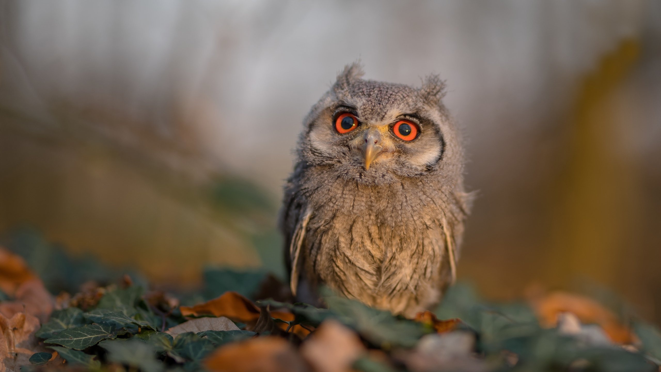 永不熄灭的印加之火，当巴塞罗那在抢七之夜听见安第斯山脉的心跳