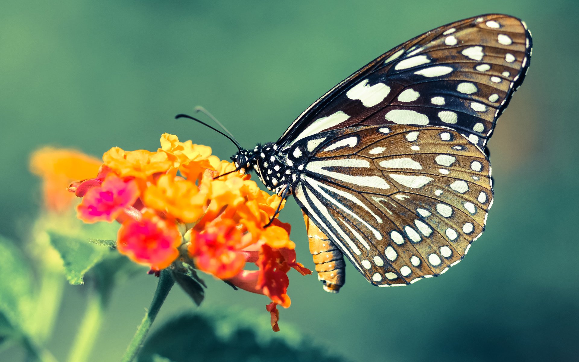 当皇马亮剑遇上尤文铁壁，那个被称为斯通斯的对手，如何成为一道无解的天堑