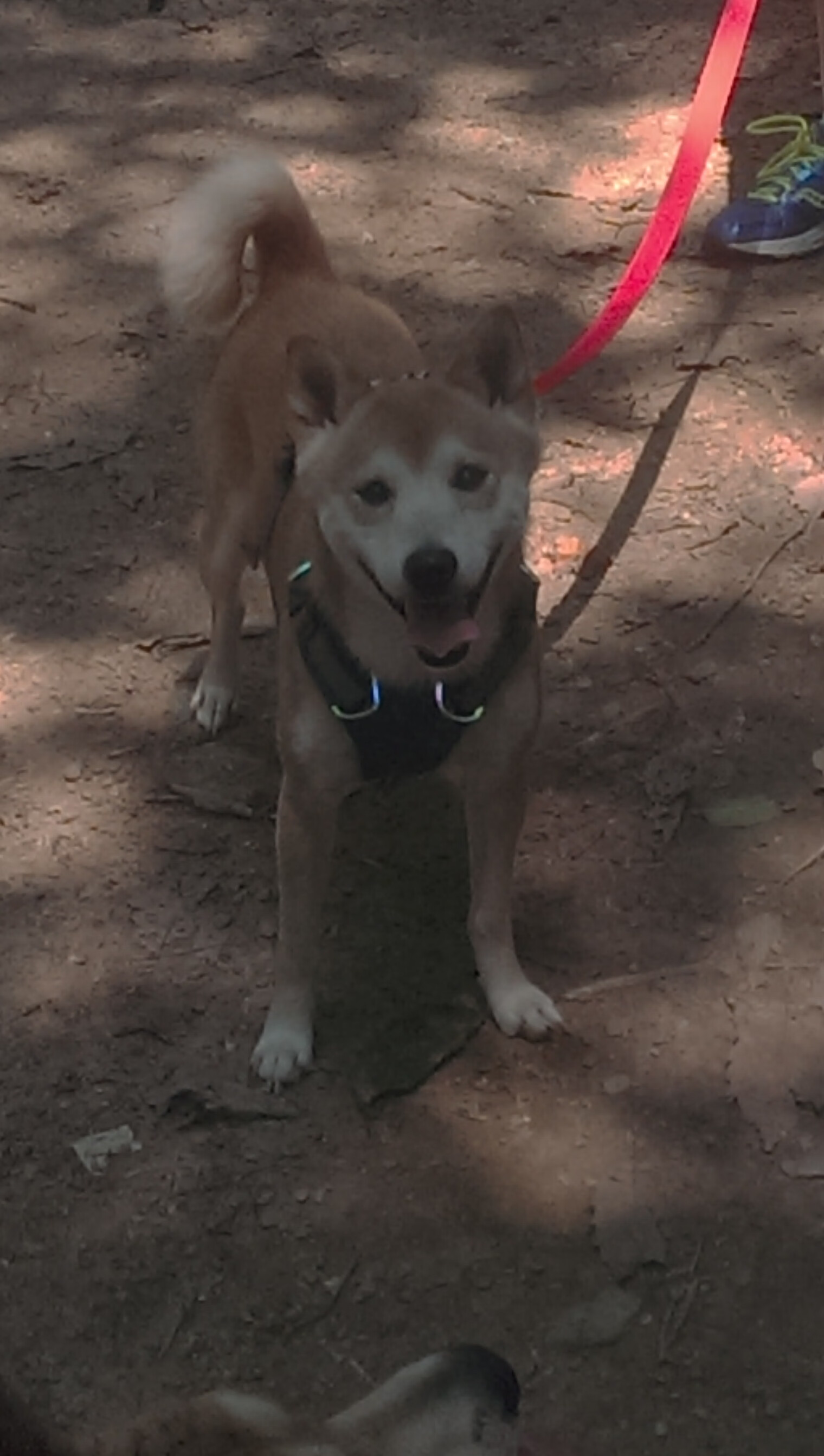 新疆队掀翻NBA奇才,塔图姆主宰比赛走向却饮恨败北