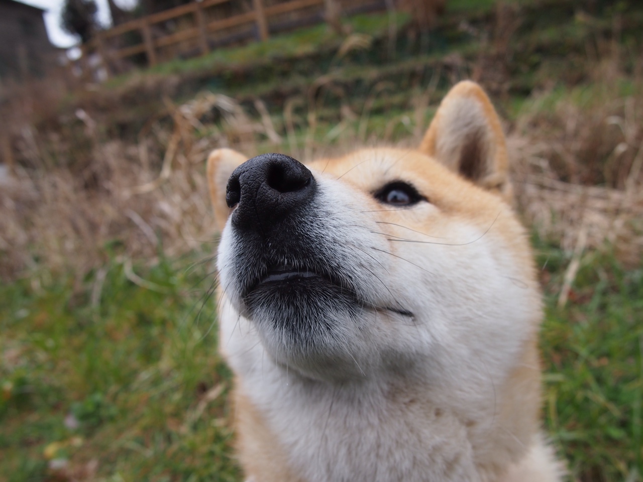 欧冠淘汰赛焦点战背后的阿根廷霸权，足球荒漠挪威的黯然侧影