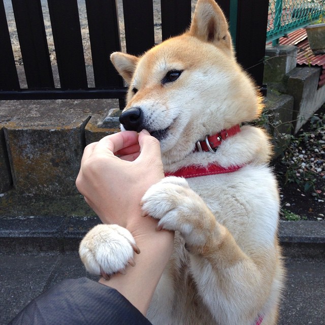 欧冠半决赛烽烟再起,芬兰连番破门,全面压制新西兰演绎绿茵传奇