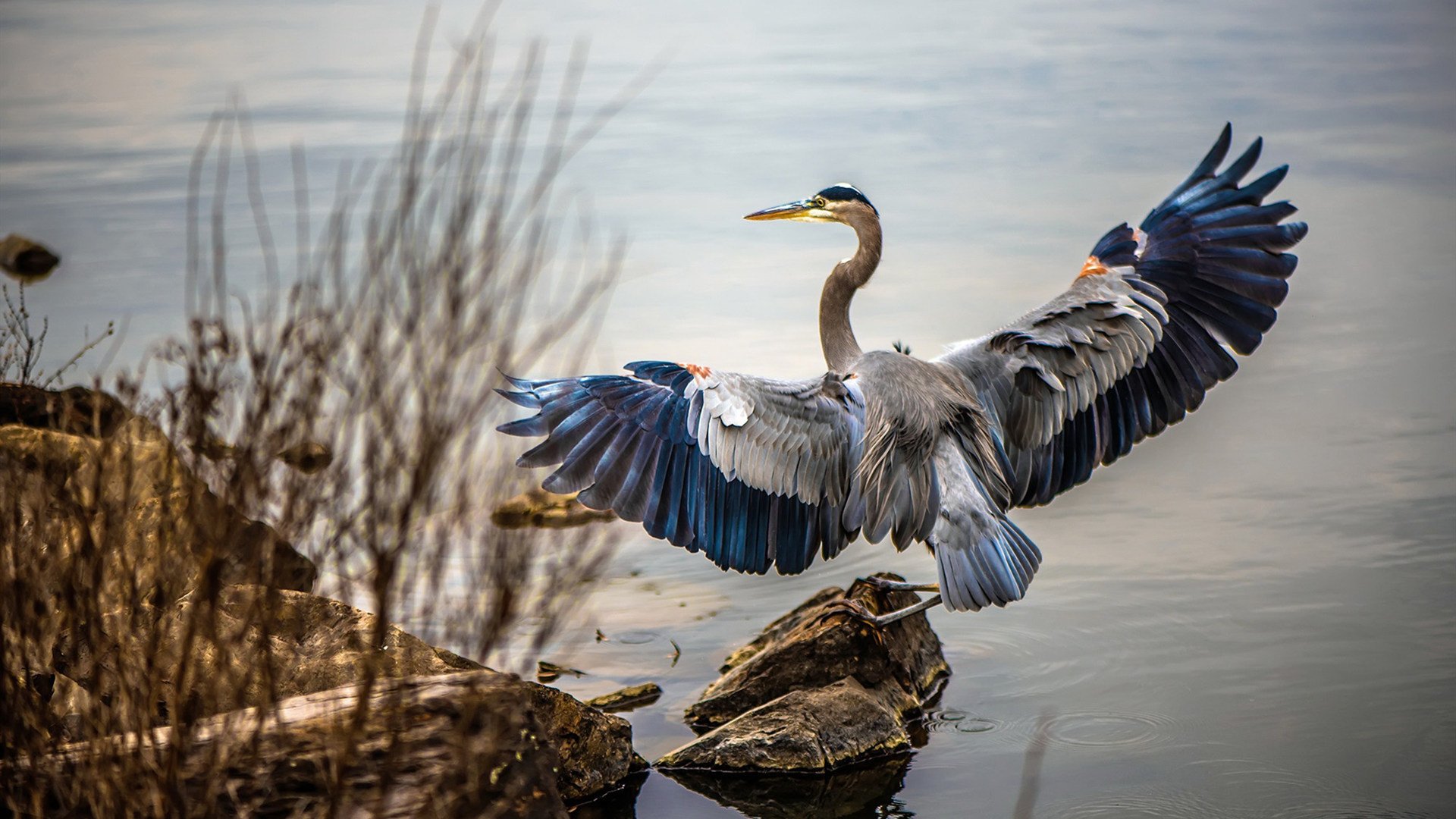 终结者降临！灰熊铁血防守绞杀鹈鹕，总决赛悬念就此终结？