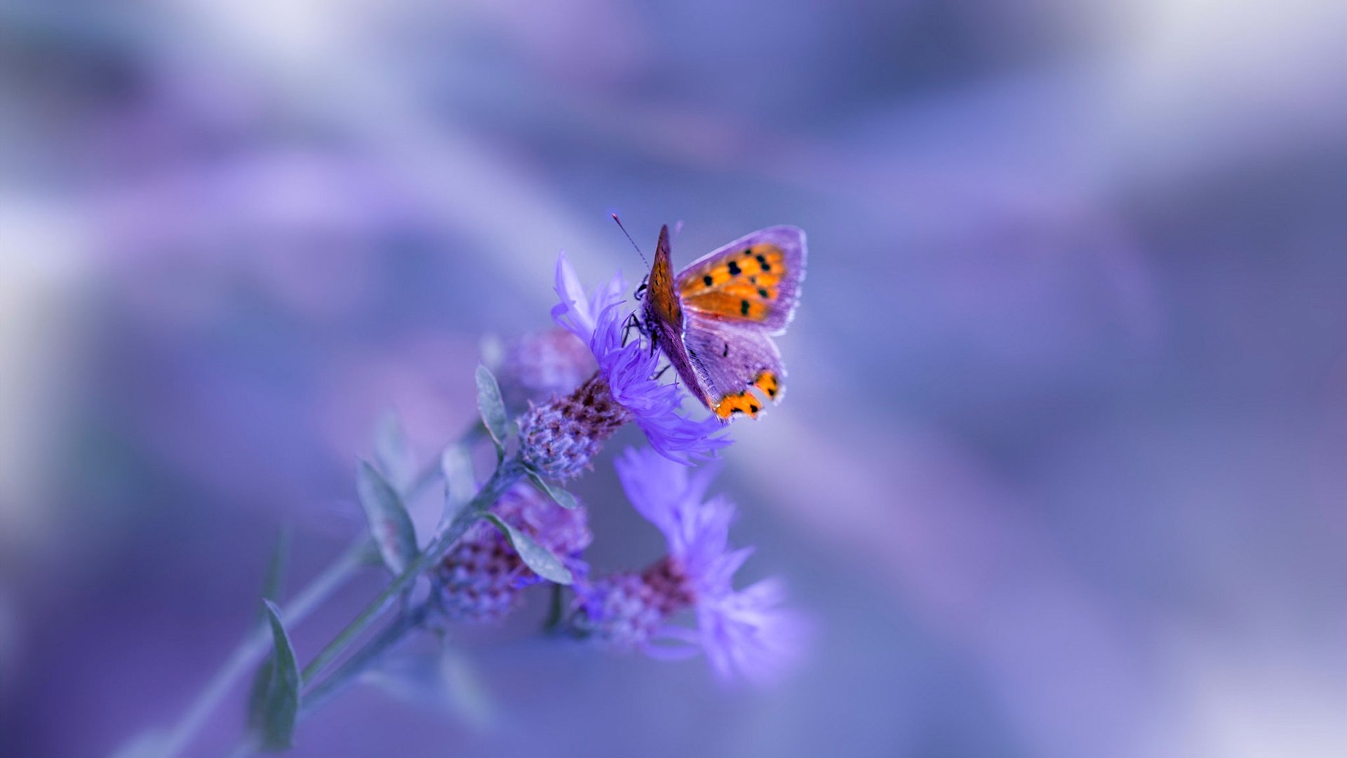 足球双星，玻利维亚的逆袭与弗拉霍维奇的欧冠之夜