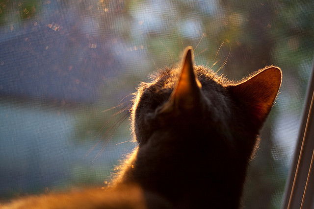 绝境双星,伦纳德史诗级爆发难救主,塔图姆压哨绝杀定乾坤