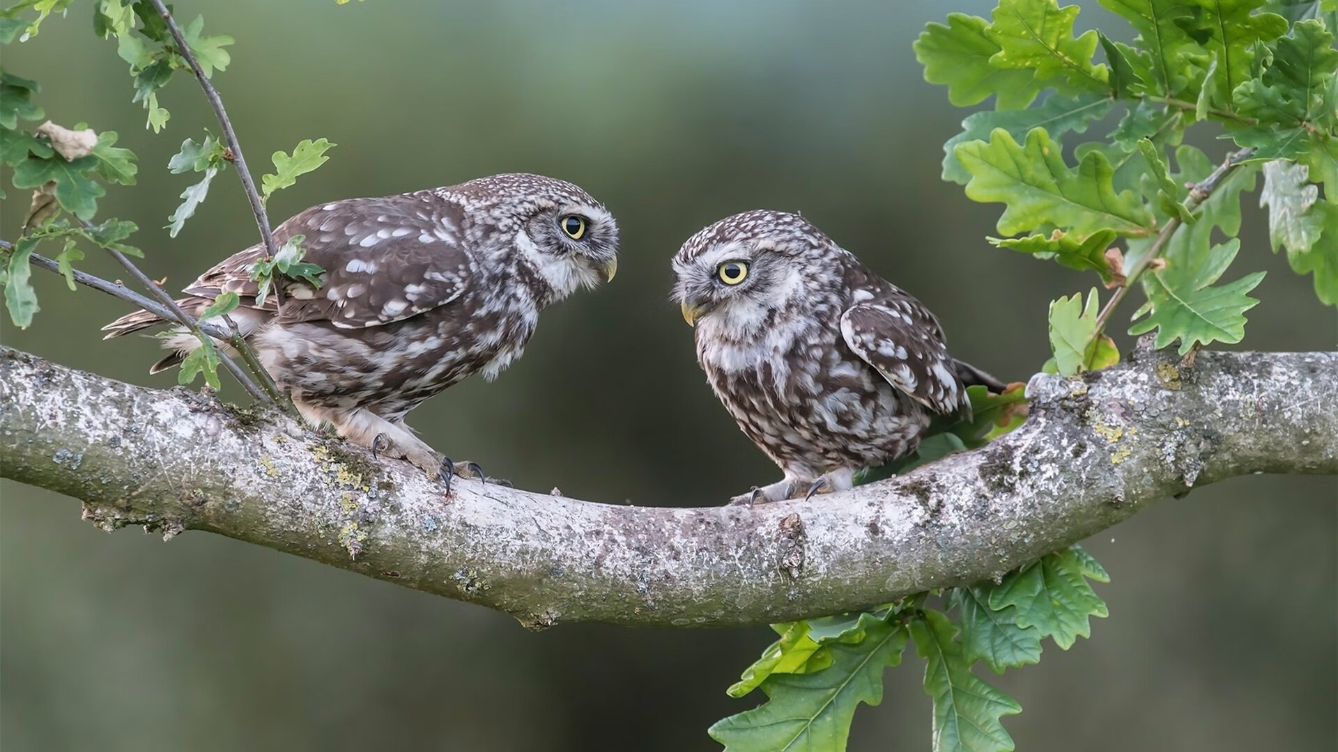 东契奇末节封神！湖人史诗逆转热火，新王当立