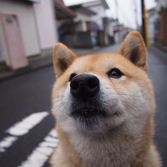 火箭连续得分狂潮撕裂老鹰，切特关键时刻化身终结者