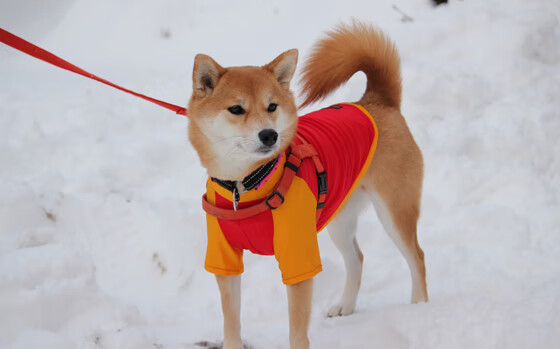 拉什福德定乾坤！皇马终结切尔西欧冠梦，曼联前锋意外成胜负手