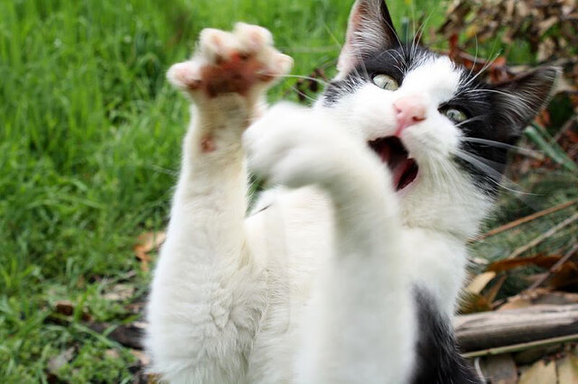 足球赛场上的悬念与绝杀,黄喜灿提前定局,比利时压哨胜里昂