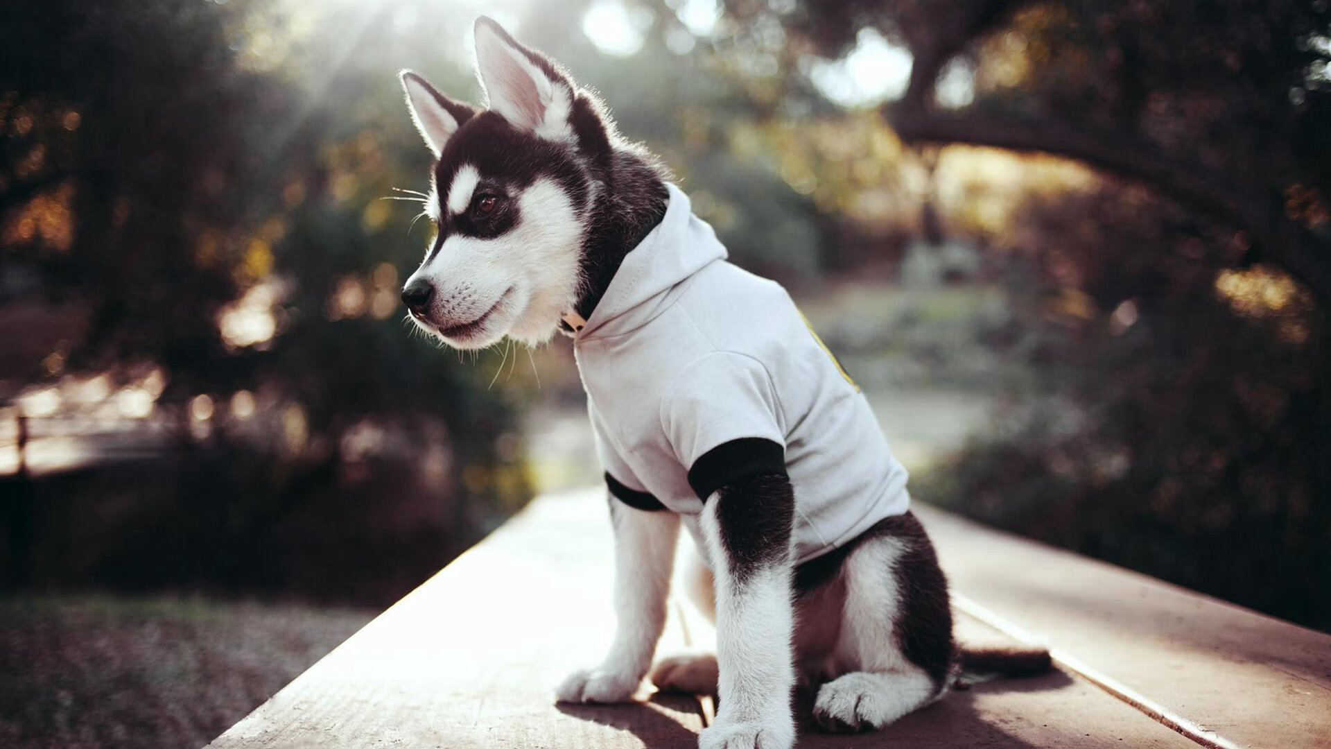 东方铁闸的绝对统治，富安健洋如何以一己之力冰封三狮军团锋线